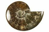 Polished Cretaceous Ammonite (Cleoniceras) Fossil - Madagascar #303965-1